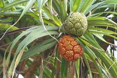 Pandanus fascicularis